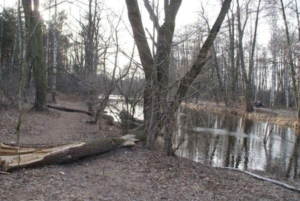 pieńki leżą sobie tak specjalnie, to nie natura, to człowiek tak zrobił, aby nie zadeptać Rezerwatu