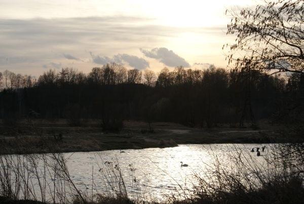 Łabądek
