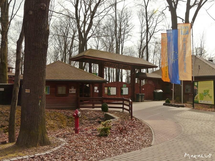 Pszczyna - zagroda żubrów