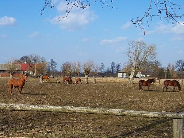 Stadnina w Łosiej Wólce