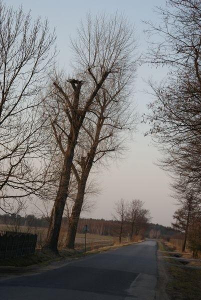 boćków nie ma :(