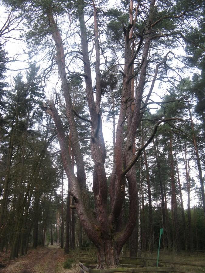 Ośmiornica