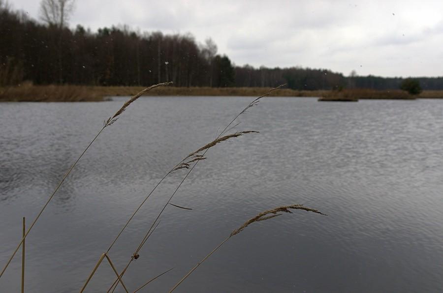 Hamerla - nas stawem
