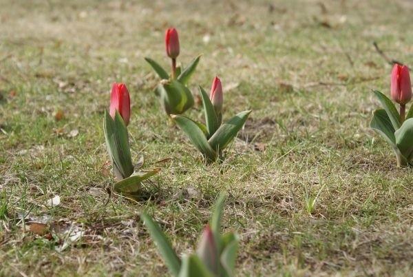 tulipany na jednym ze skwerów w Tomaszowie