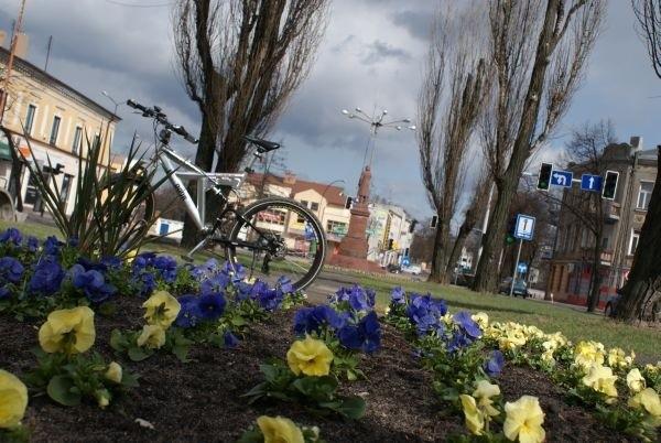 bratki w centrum Tomaszowa