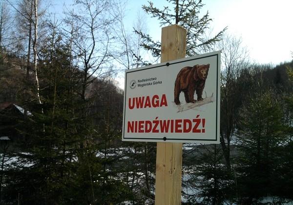 Uwaga niedźwiedź
