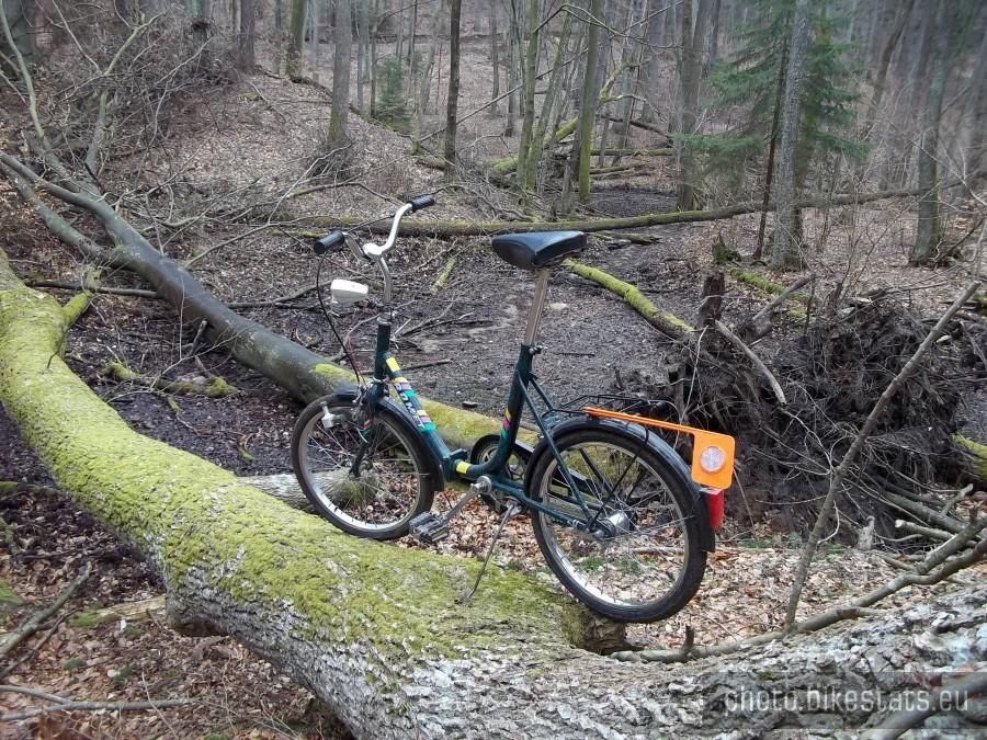 Składak w lesie