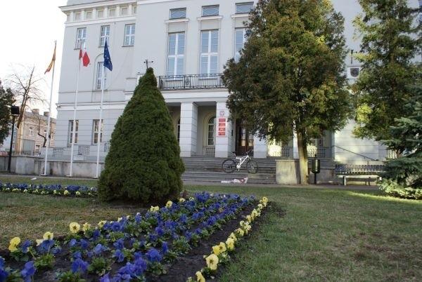 bratki na skwerze Niepodległości pzed Ratuszem