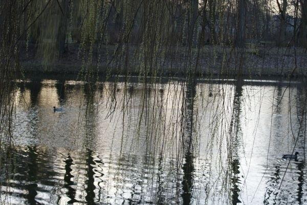 wiosenny staw