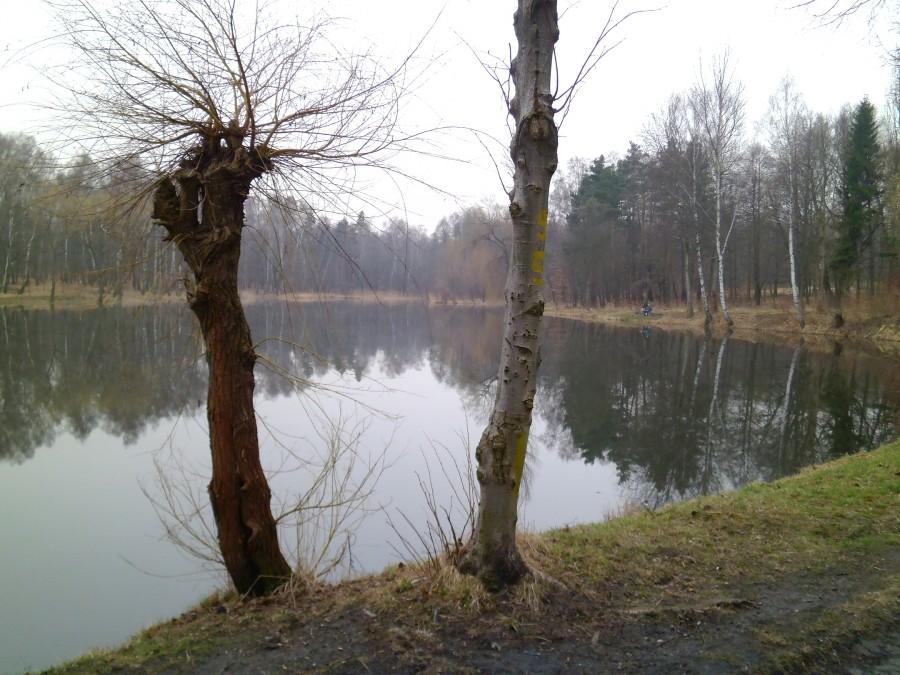 Staw Janina na Giszowcu