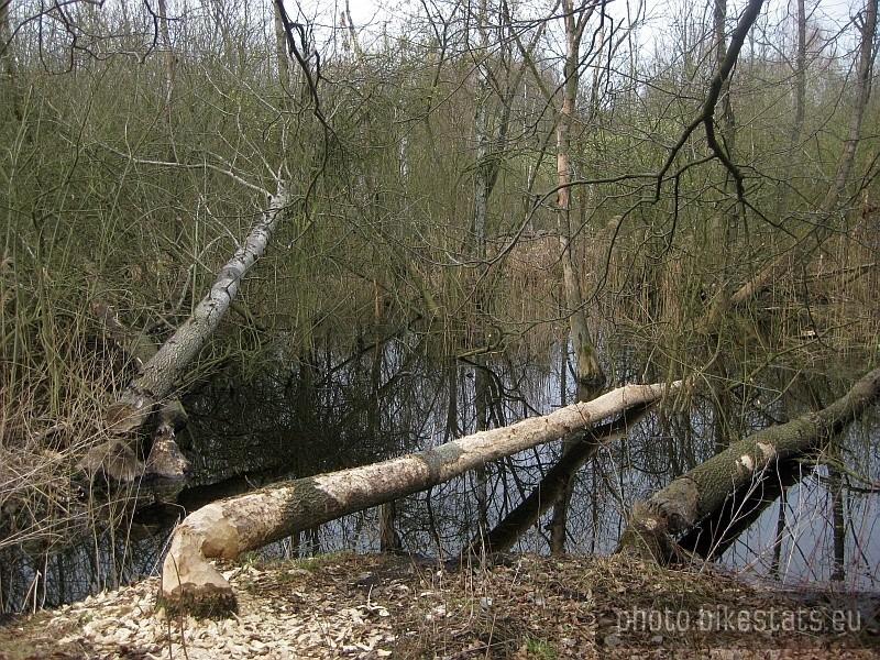 Robota bobrów