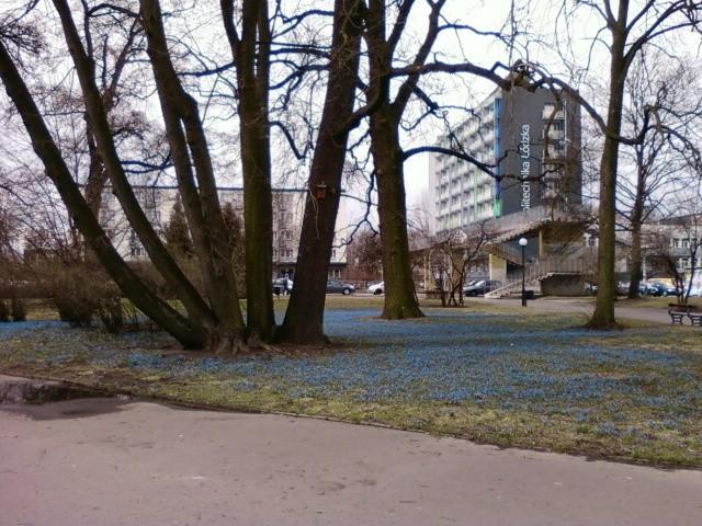 Cebulica syberyjska