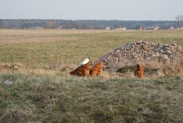 wiejskie klimaty :)