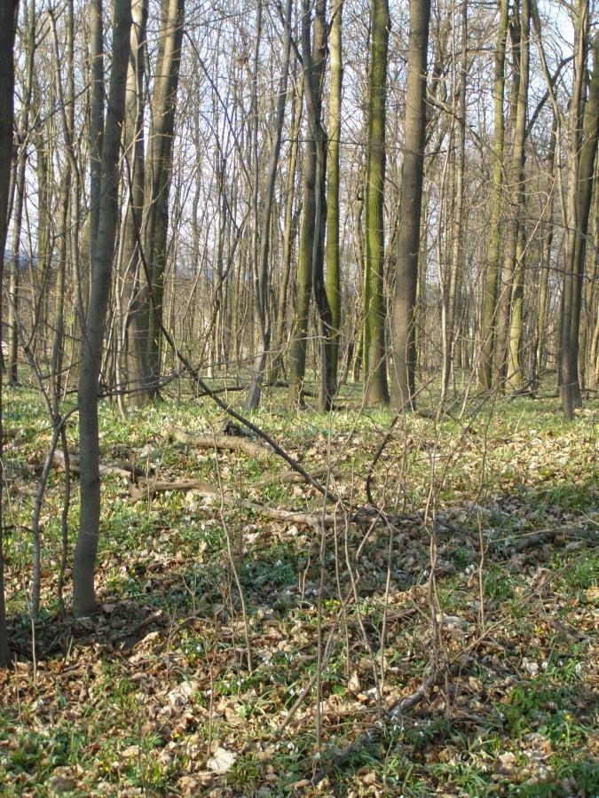 Polanka zawilców przebiśniegów i innych roślinek
