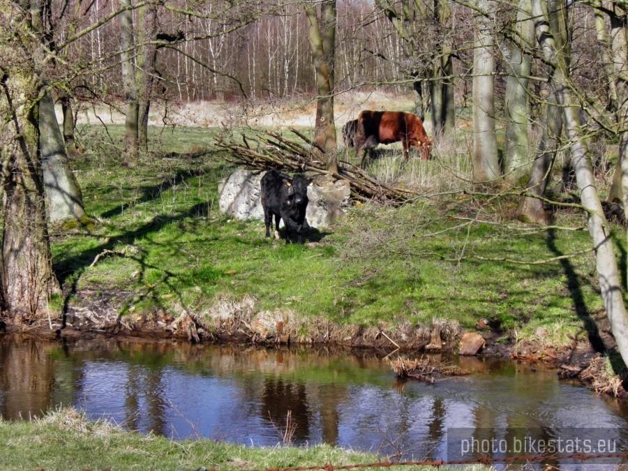Krowy nad Gunicą - na skraju Tatyni.