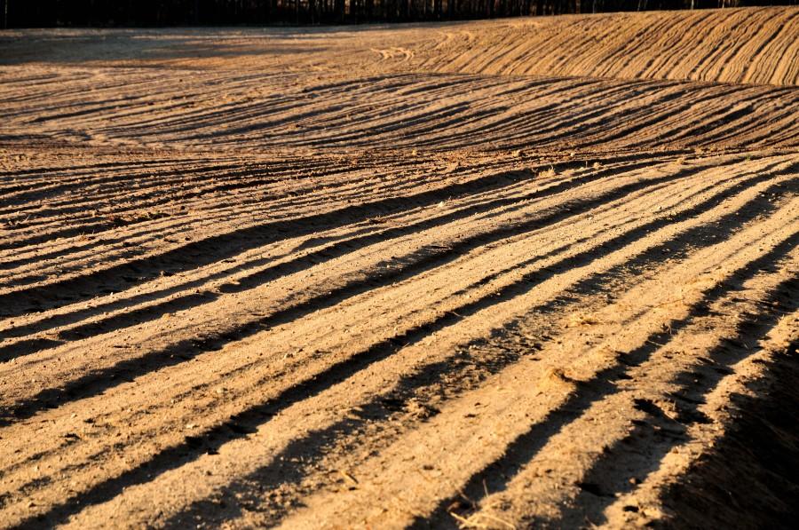 Wczesnowiosenne pola pod Małżewem