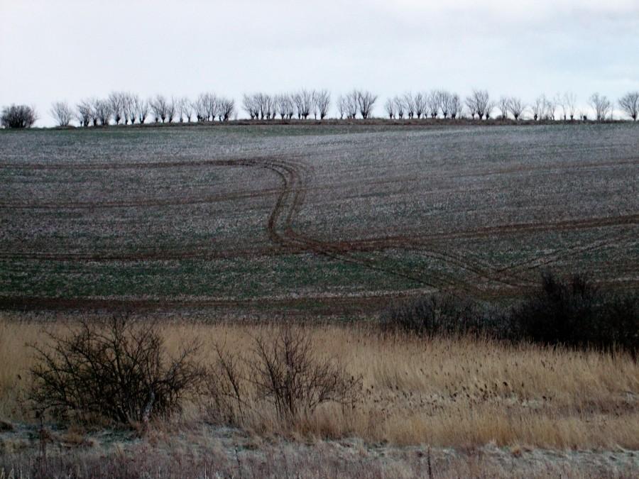 Śnieżna czapla