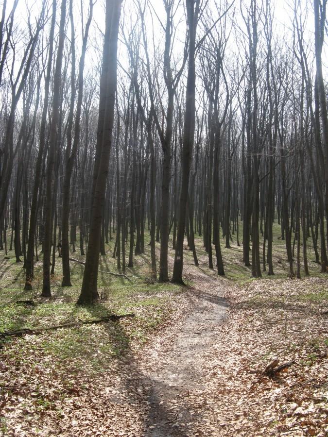 Szlak rowerowy