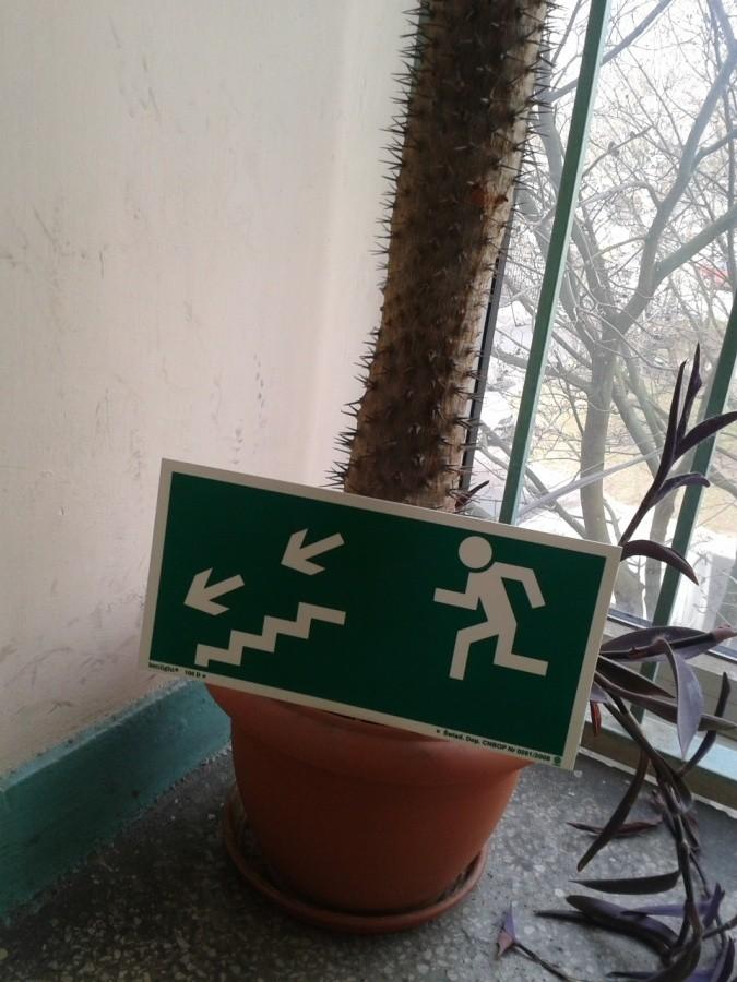 Kaktus nawigacyjny