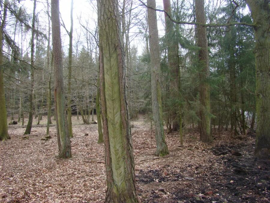 droga 27 - polana wyżywicowanych sosen -2