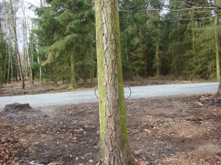 droga 27 - polana wyżywicowanych sosen -3