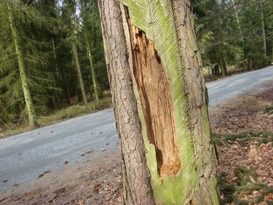 droga 27 - polana wyżywicowanych sosen - efekt pozyskania żywicy