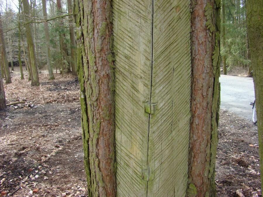 droga 27 - polana wyżywicowanych sosen - 4