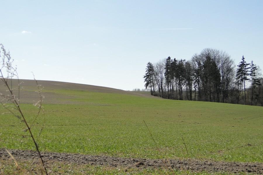 pola zaczynają się zielenić