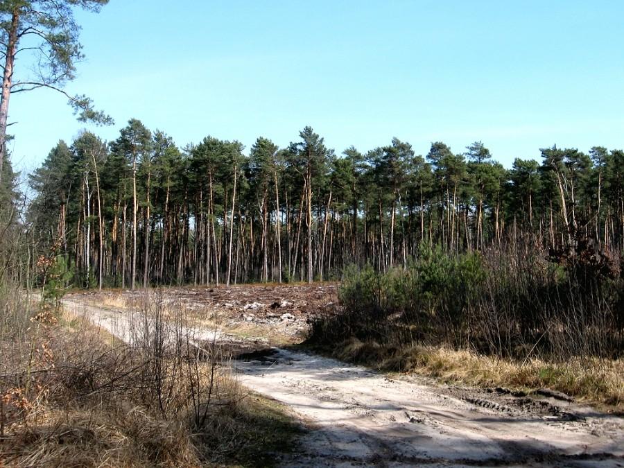 Las Stanisławów