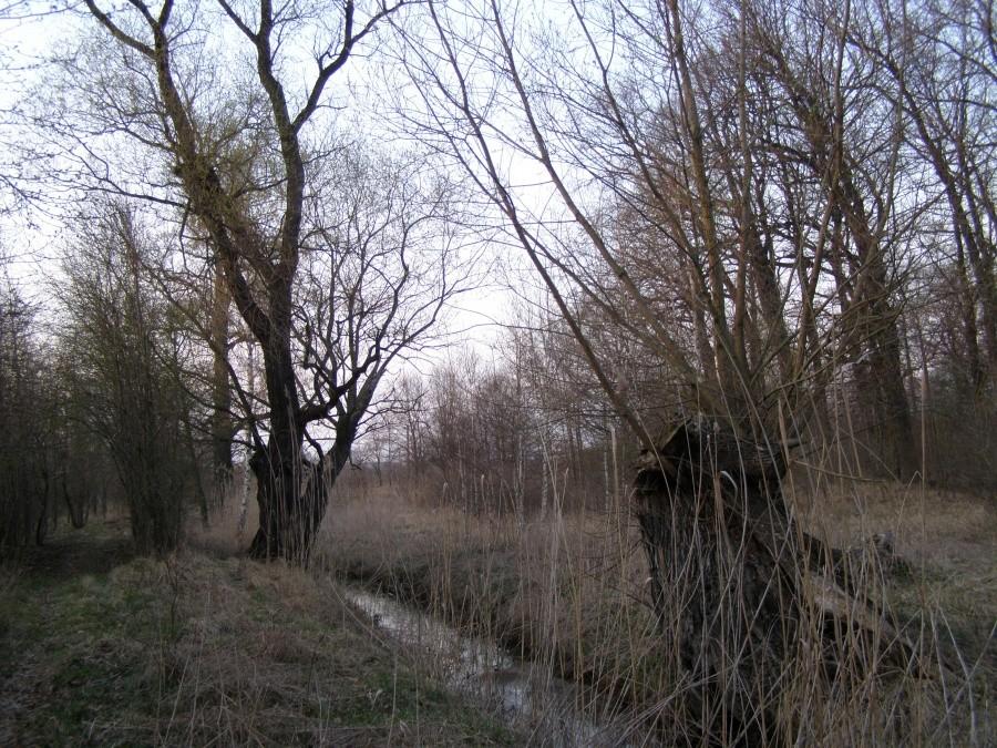 strumień w lasku