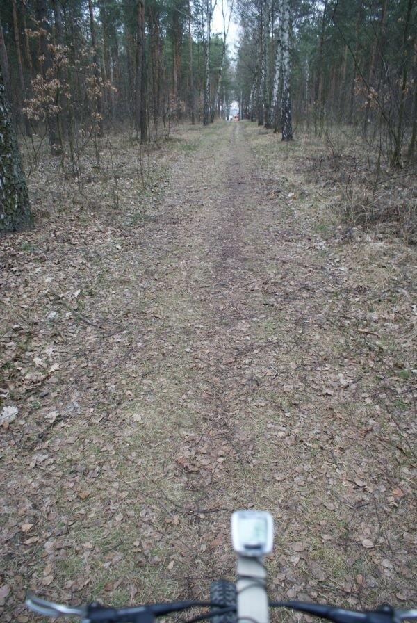leśną dróżką