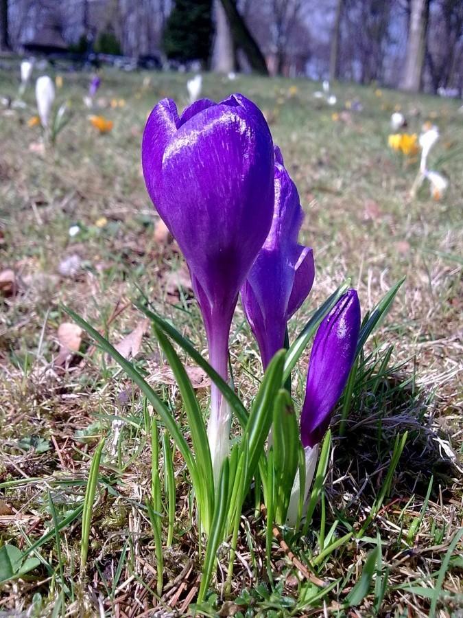Krokus II