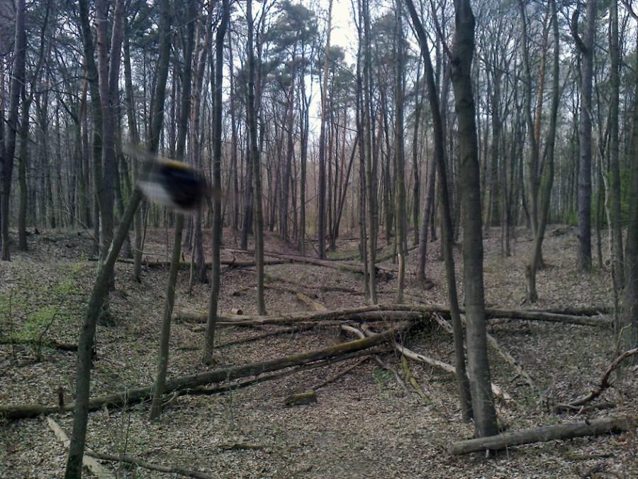 Dolinki w Powsinie z bąkiem na pierwszym planie:)