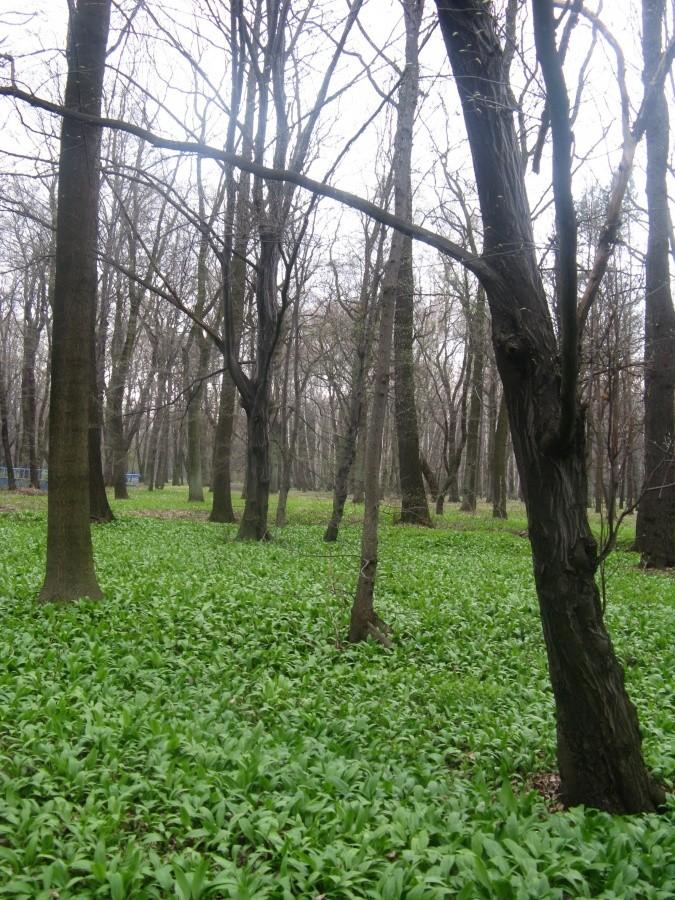 Zielona Zielona