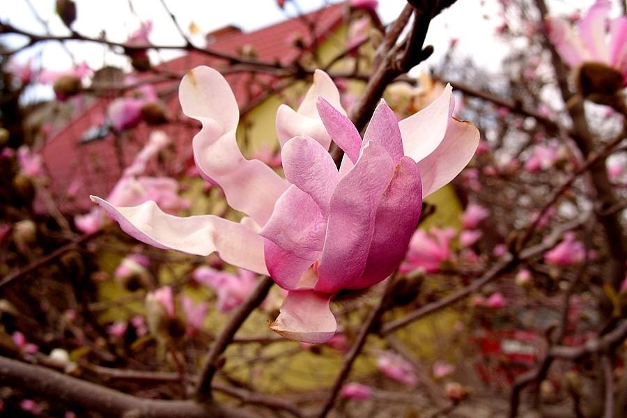 Magnolia…