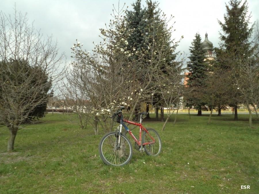 Zakwitły elbląskie magnolie