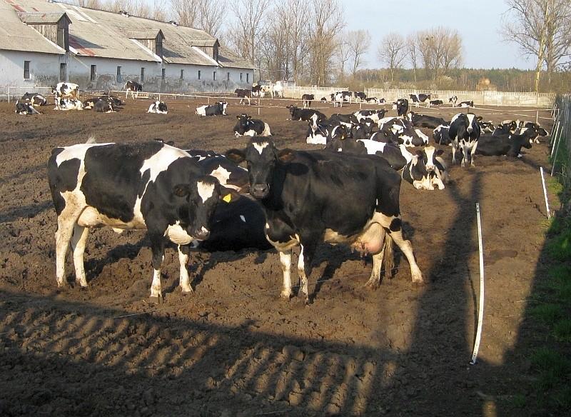 Znajdź mućkę, która się na mnie nie gapi ;-)
