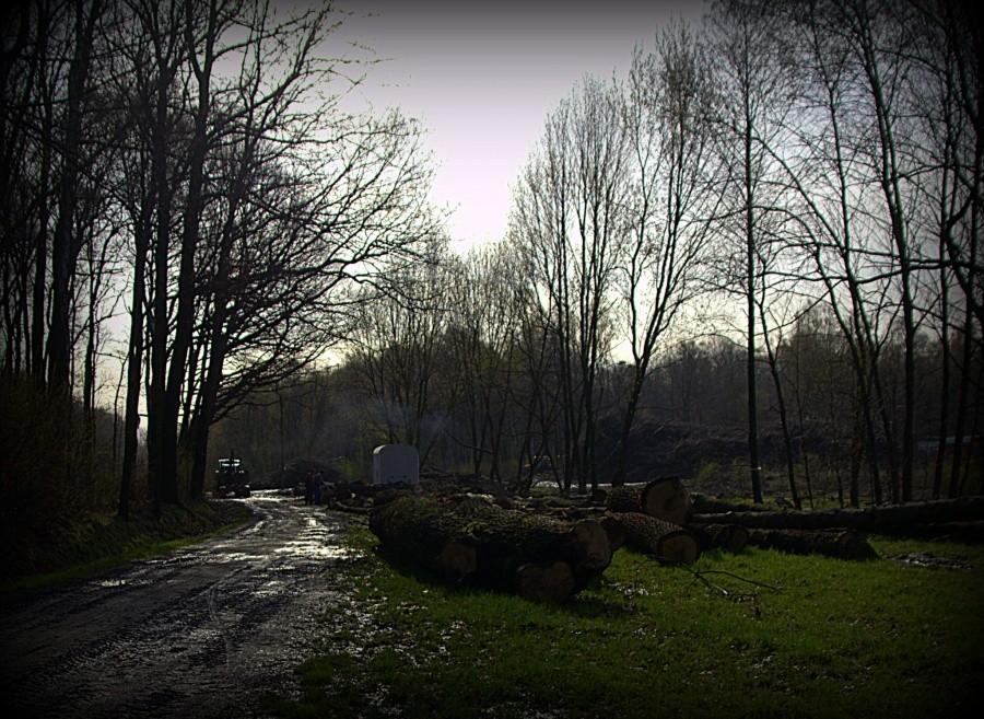 Wycinka drzew w Lasku Makoszowskim