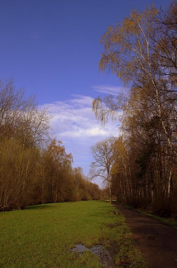 Poranek w Lasku Makoszowskim