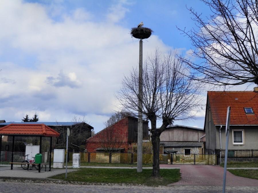 Tak prezentuje się gniazdo bocianie w centrum miejscowości Pampow.