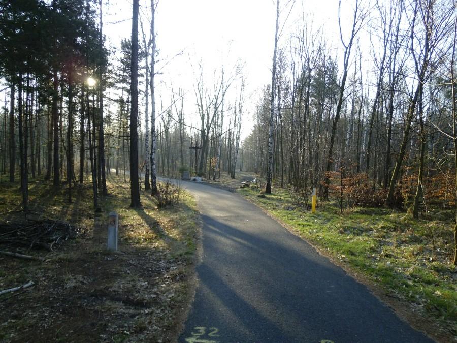 Ścieżka rowerowa w lesie w Giszowcu