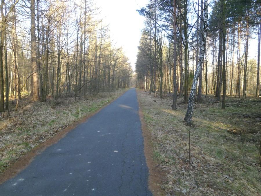 Ścieżka rowerowa w lesie na Giszowcu