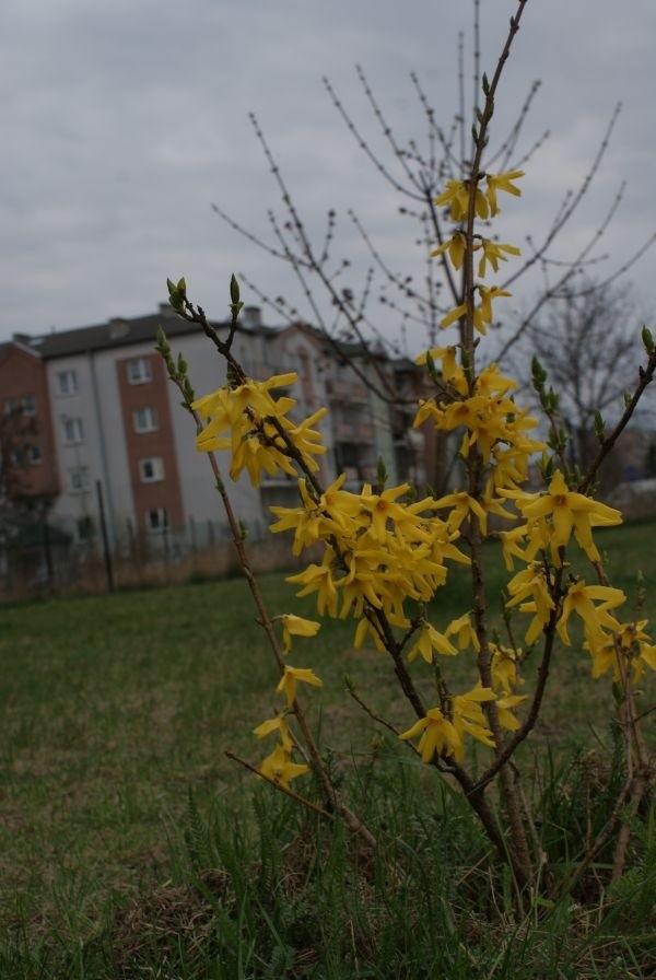 żółty :)