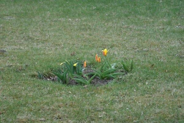 tulipanki w Dąbrowie