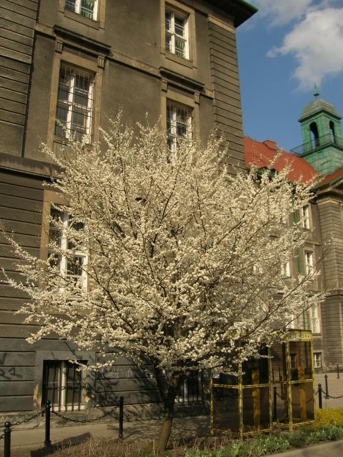 kwitnące drzewo