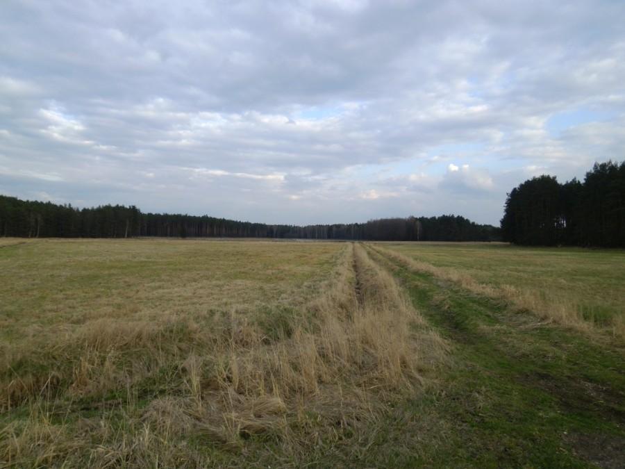 Las w drodze na Lędziny