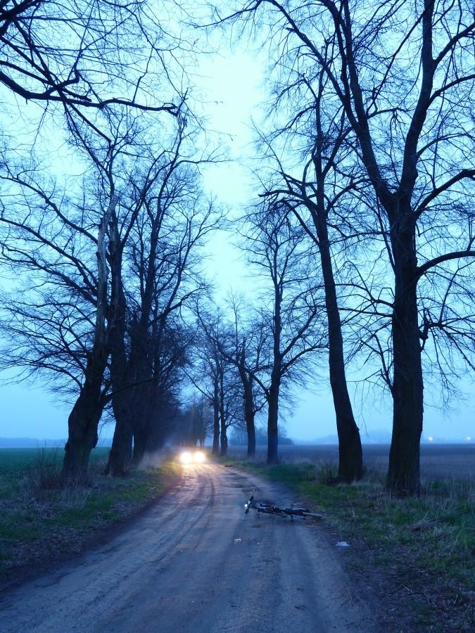 Zabytkowa aleja lipowa Młochów-Parole
