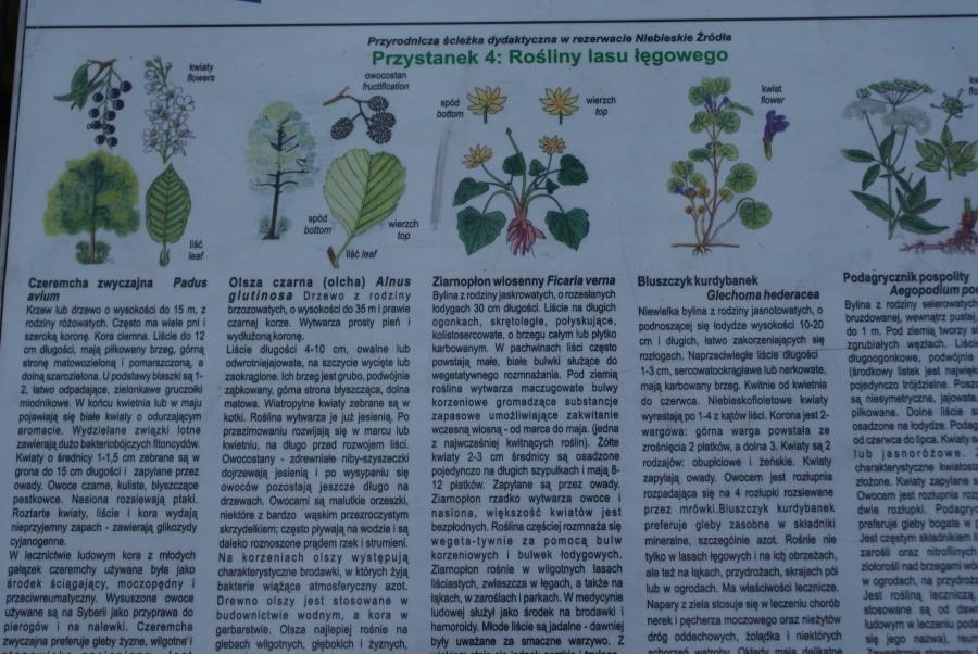 ścieżka dydaktyczna w Rezerwacie Niebieskie Źródła: roślinki