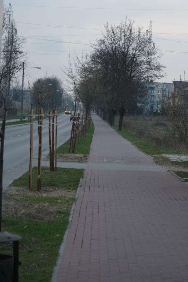 ścieżka na św. Antoniego, niedawno wycięli stare drzewa i posadzili młode