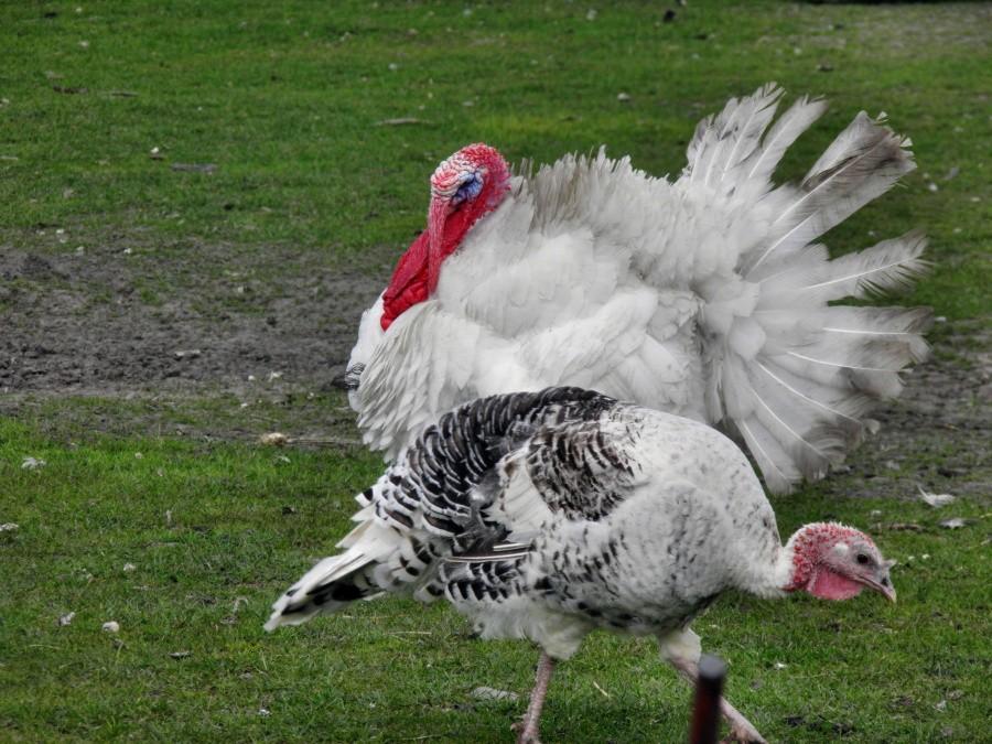 A tu jeszcze jeden obrazek z podwórkowej hodowli drobiu w Warzymicach.